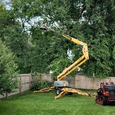 How Our Tree Care Process Works  in  Caon City, CO