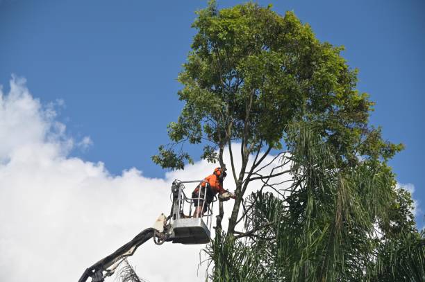 Best Utility Line Clearance  in Caon City, CO