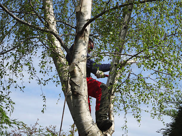 Best Lawn Pest Prevention  in Caon City, CO
