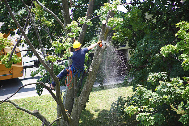 Mulching Services in Caon City, CO