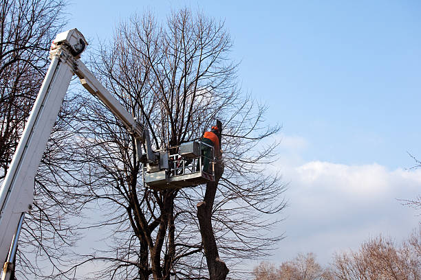 Trusted Caon City, CO Tree Care Experts